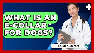 What Is An ECollar For Dogs  PetGuide360com [upl. by Ferrick160]