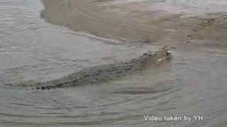 Australian Saltwater Crocodile 1 [upl. by Adnana]