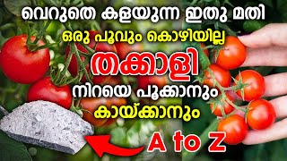 ഒരു പിടി ചാരം മതി തക്കാളി കുലകുത്തി പിടിക്കാൻ Tomatto cultivation in Malayalam Thakkal krishi [upl. by Hailed]