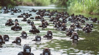 Gorillas Are Shocked That Chimpanzees Started Killing Them [upl. by Anilek368]