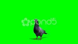 Pigeon Looks Around  Green Screen [upl. by New]