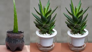 How To Grow Aloe Vera Plant With Effective Treatment At Home [upl. by Ahs320]