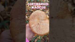 Cortinarius magicus shorts [upl. by Rheinlander546]