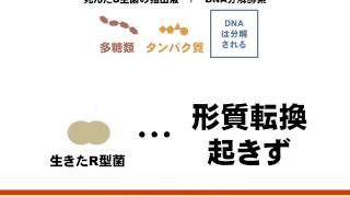 遺伝子の正体（肺炎双球菌の形質転換，T2ファージの増殖の研究）（ゆうきのバイオロジー） [upl. by Tenrag]