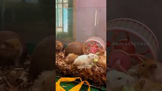 Hamster breed பண்ணலாமா  hamster tips  balasvoyage [upl. by Stannfield]