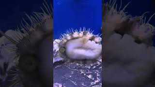 The Best Snail 🐌 for your ReefTank snails abalone reeftank aquariums weirdanimals 4k [upl. by Roderigo]