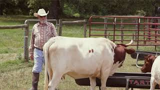 Bruce Petesch Pineywoods Cattle Breeder [upl. by Sabian557]