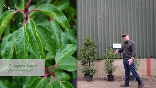 Laurel Hedge Information and Advice about Cherry Laurel and Portuguese Laurel [upl. by Anerroc186]