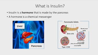 The Basics of Insulin [upl. by Seyah408]