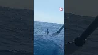 Watch Terrifying Moment Kayaker Fights Off Hammerhead Shark [upl. by Airrej]