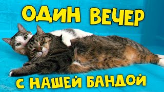 Один вечер с нашими домашними животными  SANI vlog [upl. by Akelahs676]