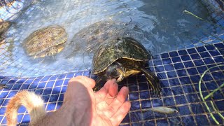 Me muerde una tortuga de agua cuando estaba dándoles de comer😭😭 [upl. by Georgine]