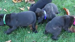 Cane Corso Puppies For Sale [upl. by Veradis]