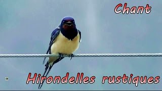 HIRONDELLE RUSTIQUE chant  Hirondelle de cheminée [upl. by Nytsua832]