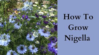 How To grow Nigella  Love In A Mist [upl. by Odoric644]