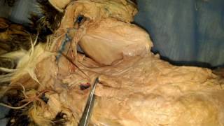 Cat Dissection Deep Muscles [upl. by Ledif]