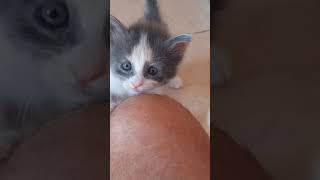 Gatitos trepadores 😂😂 funny funnycatsvideo [upl. by Eanrahs]