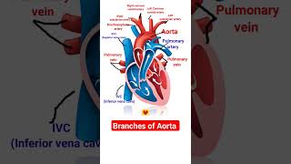 Branches of Aorta l heart Anatomy heart shorts [upl. by Etnahc829]