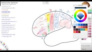 Lecture 3 Cerebral Cortex Lateral view 2 [upl. by Mushro774]