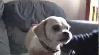 RSPCA Video  The Dog Rescuers Episode 7 [upl. by Oilegor207]