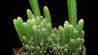 ðŸŒµCactus Comestibles  Castillo de Hadas  Acanthocereus tetragonus [upl. by Nabal683]