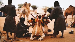 Méharistes les sentinelles du Sahel  Mauritanie [upl. by Aisile]