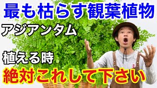 【安心して下さい】アジアンタムはこれするだけで枯れません 【カーメン君】【園芸】【ガーデニング】【初心者】 [upl. by Offen]