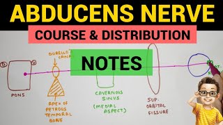 Abducens Nerve  2  Complete Notes [upl. by Amberly545]