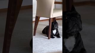 puppy Howls BeautifullyLittle Puppys Adorable Howl Captured on CameraPuppys Beautiful Howl viral [upl. by Lumbye]