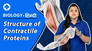 Structure of Contractile proteins  Biology [upl. by Eneloj]