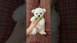 Bichon frise baby is so cute lovely puppy video  Teacup puppies KimsKennelUS [upl. by Sydelle]