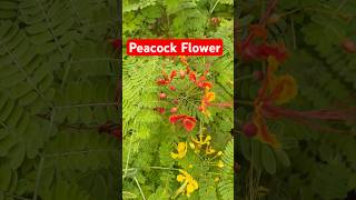 How to grow Peacock Flower or Caesalpinia pulcherrima shorts [upl. by Udella]