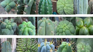 Trichocereus WalkAround 5 [upl. by Ravens462]