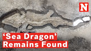 180 MillionYearOld ‘Sea Dragon’ Skeletal Remains Dug Up In ‘Unprecedented Discovery’ [upl. by Rayner14]