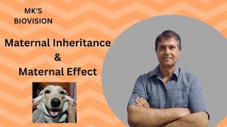 Maternal Inheritance amp Maternal Effect [upl. by Celinda]