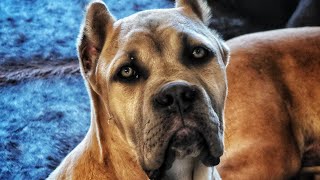 Update on Akiro amp El Jefe the massive 5 month old Cane Corso Puppies [upl. by Alien]