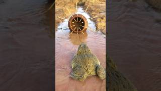 Survival Skills Simple and Useful with Clay Frog Trap survival bushcraft camping shrots [upl. by Moyers]