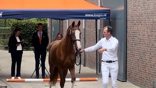 Stamboekkeuring studbook inspection Gelders horses  Ermelo Netherlands 22nd of June 2024 [upl. by Nollat]