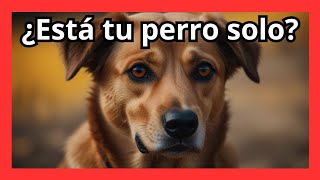 🚨 10 Señales de que tu Perro EstÁ SuFRIENDO SoLEDAD 😔 ¡No lo IgnorEs 🐶quot [upl. by Goodman192]