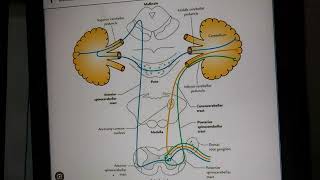 Spino cerebellar tract Anterior and Posterior [upl. by Tocs]