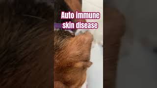 Autoimmune skin disease in dog [upl. by Clinton]