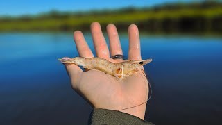 Live Shrimp Fishing for Whatever Bites Amelia Island [upl. by Kcinomod]