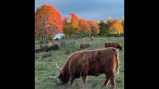 Moving My Highland Cattle to a New Paddock [upl. by Nikki]