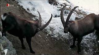 Steinbock in den Alpen [upl. by Nealey]