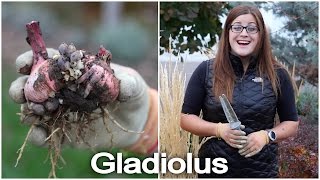 Digging and Storing Gladiolus Bulbs [upl. by Jaunita]