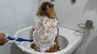 marmot bath time with dry foam [upl. by Sanchez]