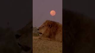 The bonerattling sound of a male lion announcing his presence ⁣⁣lions bigcats [upl. by Braunstein]