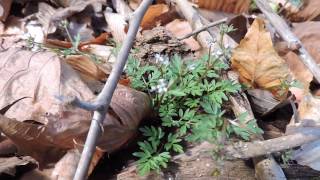 Capital Naturalist HarbingerofSpring or PepperandSalt [upl. by Clough]