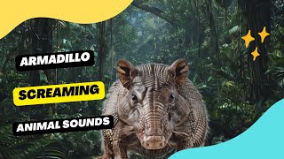 Armadillo Screaming  Animation [upl. by Habeh123]