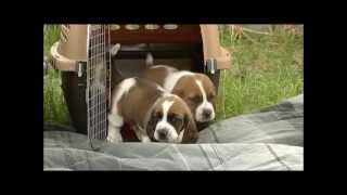 First Time Outdoors 26 Day Old Basset Hound Puppies [upl. by Whorton]